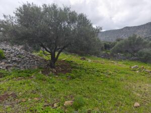 IMG_20250226_125208