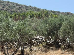 IMG_0967