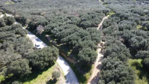 Plot-for-Sale-in-Piperiana-11