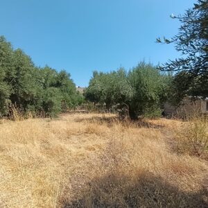 IMG_20260819_113138