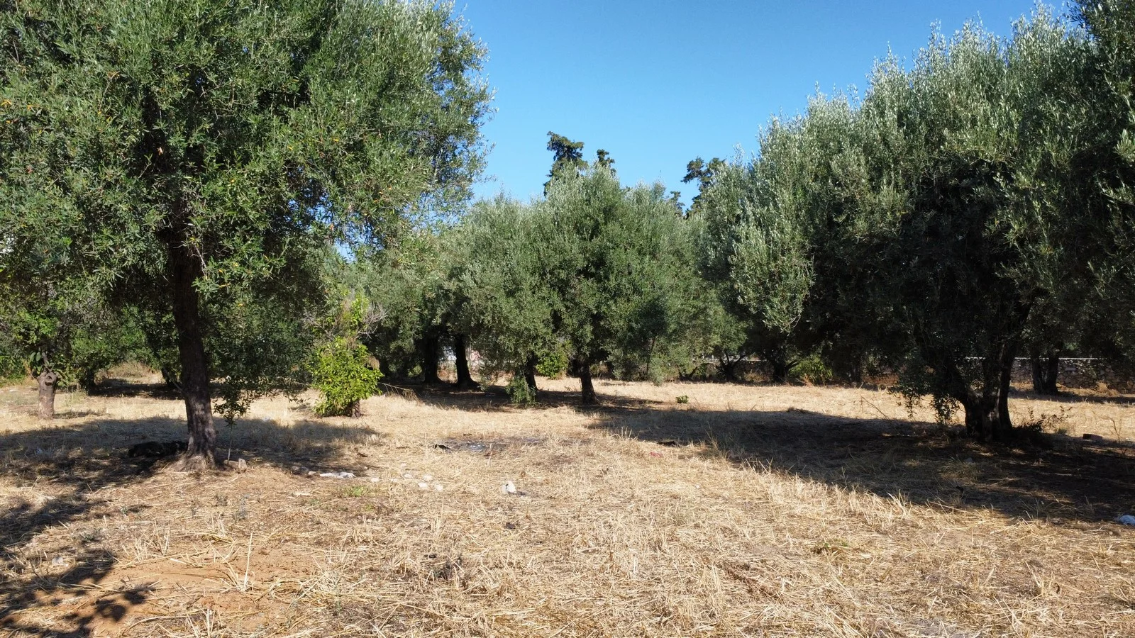 plot-sale-agia-marina_11