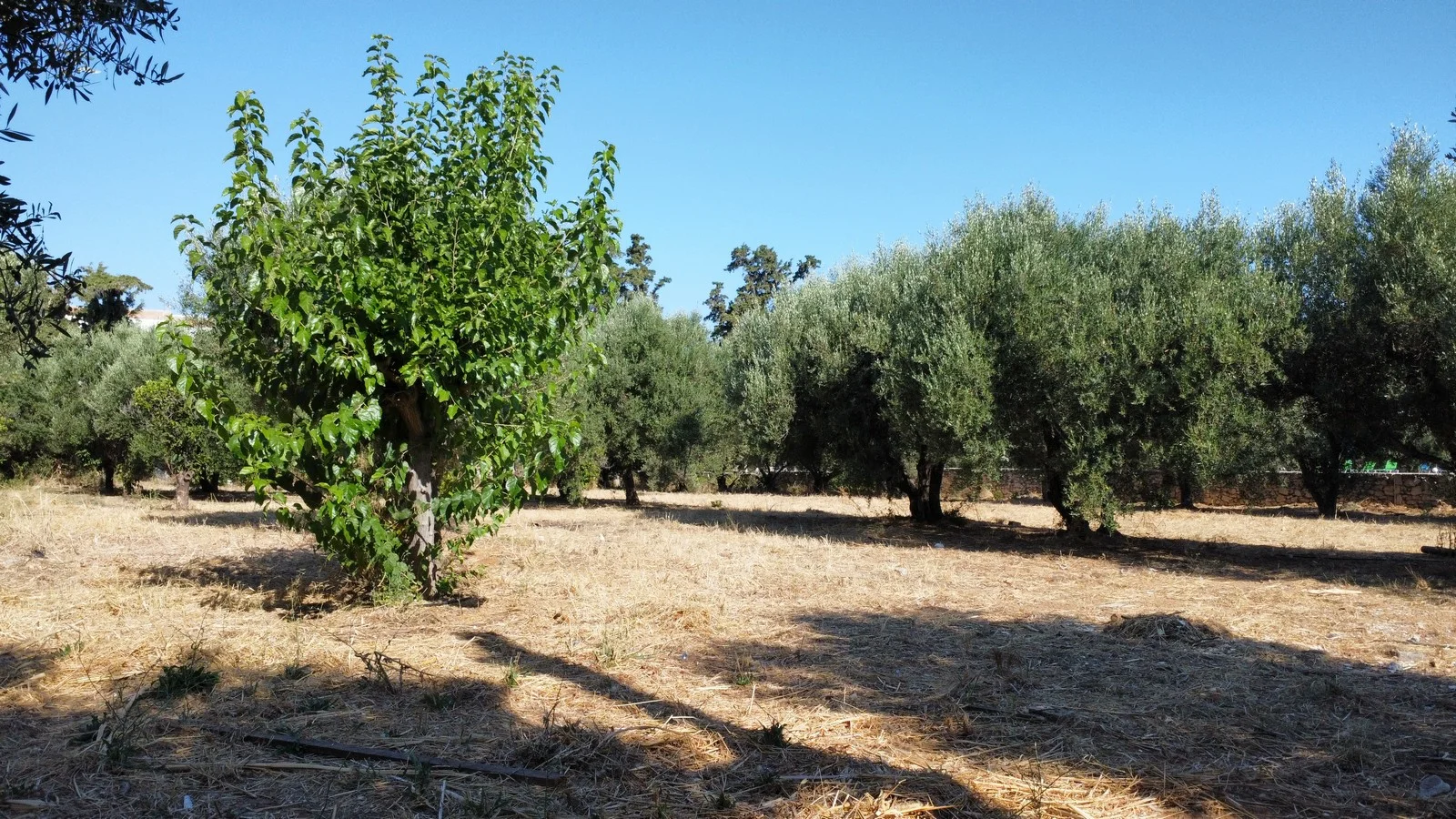 plot-sale-agia-marina_3