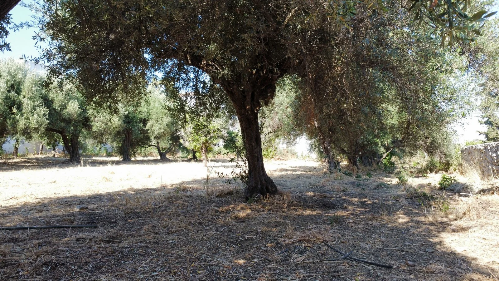 plot-sale-agia-marina_6