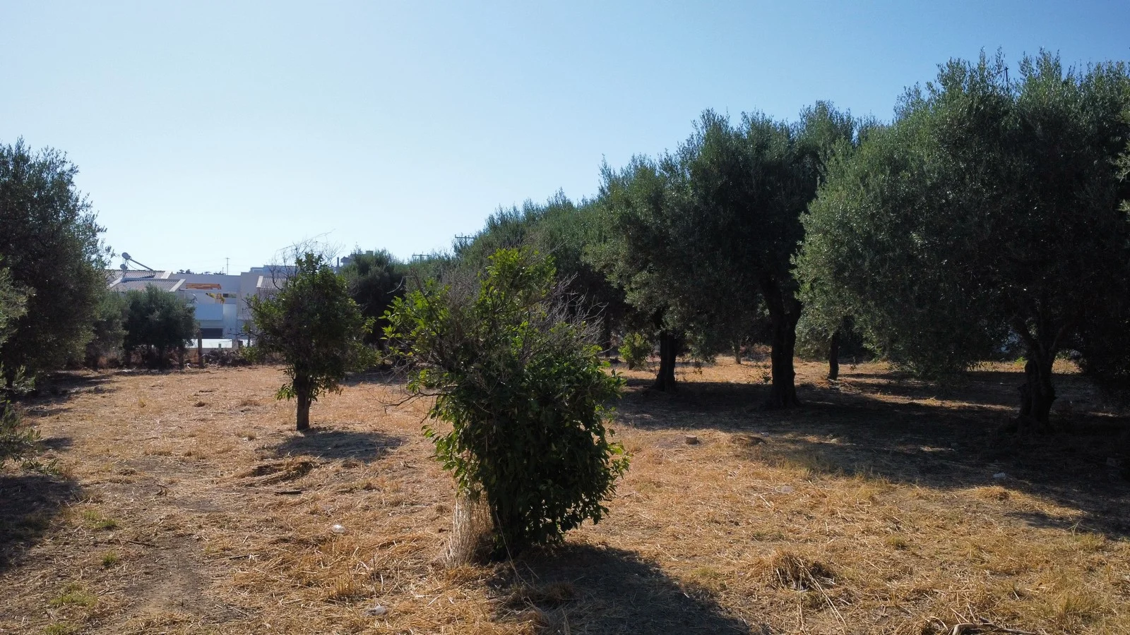 plot-sale-agia-marina_7